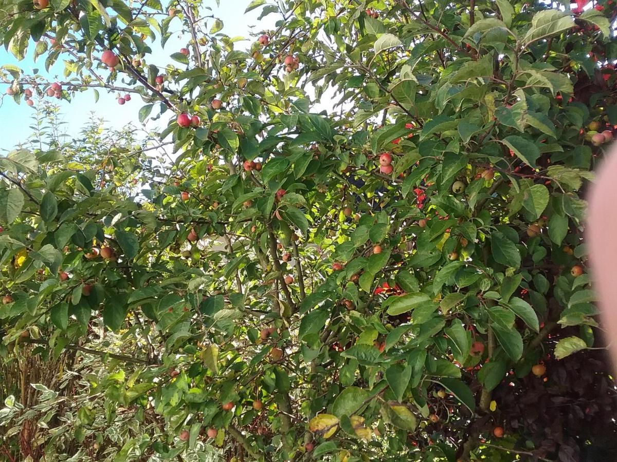 דירות מונשאו Perlenbachtal מראה חיצוני תמונה